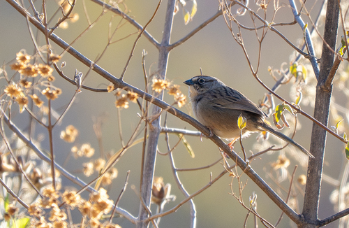 Oaxaca Sparrow (Aimophila notosticta), photo 9