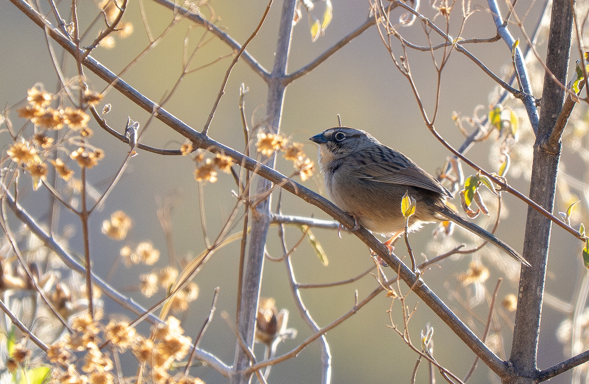 Oaxaca Sparrow (Aimophila notosticta), photo 9