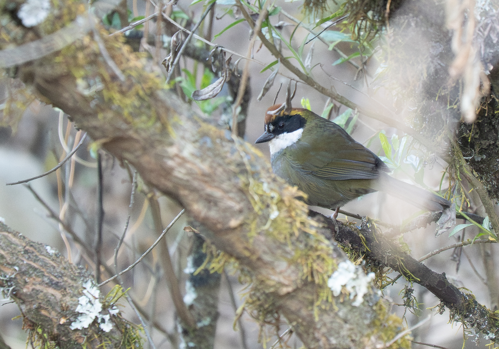 Chestnut-capped Brushfinch (Arremon brunneinucha), photo 7