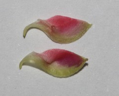 Indigofera nudicaulis