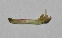 Indigofera nudicaulis