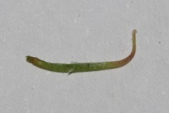 Indigofera nudicaulis