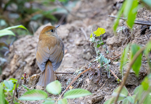 Russet Nightingale-Thrush (Catharus occidentalis), photo 8