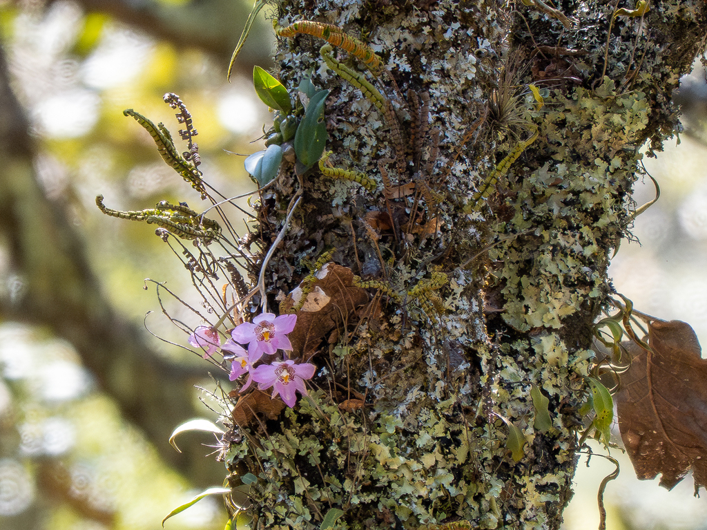 Rhynchostele cervantesii; photograph (c) Forest Botial-Jarvis, some rights reserved (CC BY)