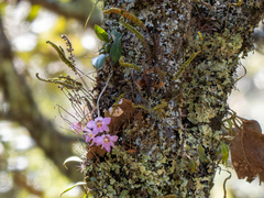 Rhynchostele cervantesii