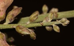 Indigofera nudicaulis