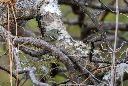 Dwarf Vireo (Vireo nelsoni), photo 8