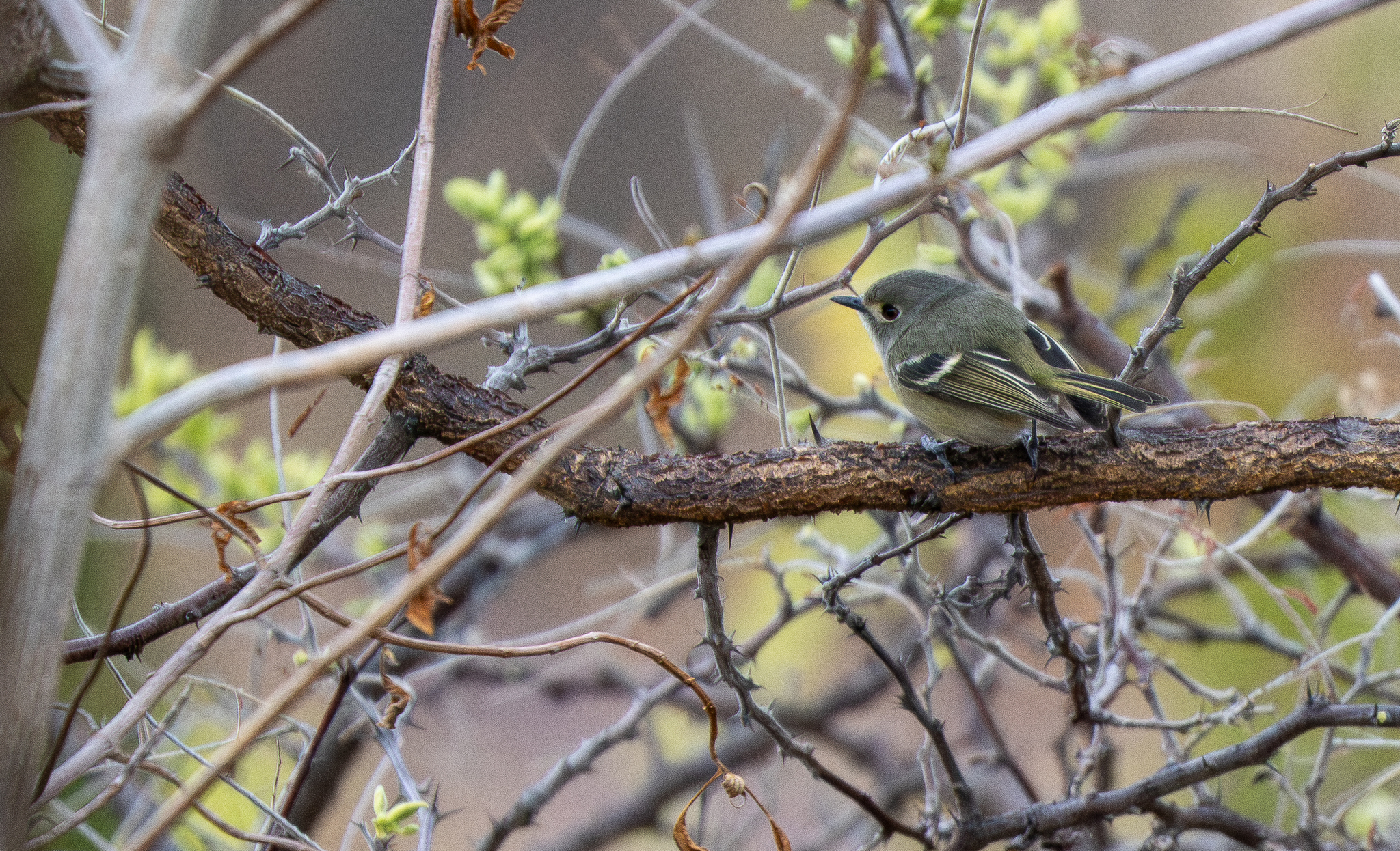 Dwarf Vireo (Vireo nelsoni), photo 2