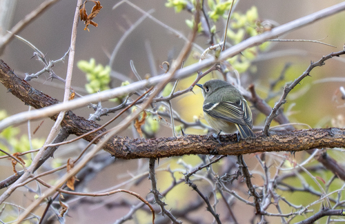 Dwarf Vireo (Vireo nelsoni), photo 8
