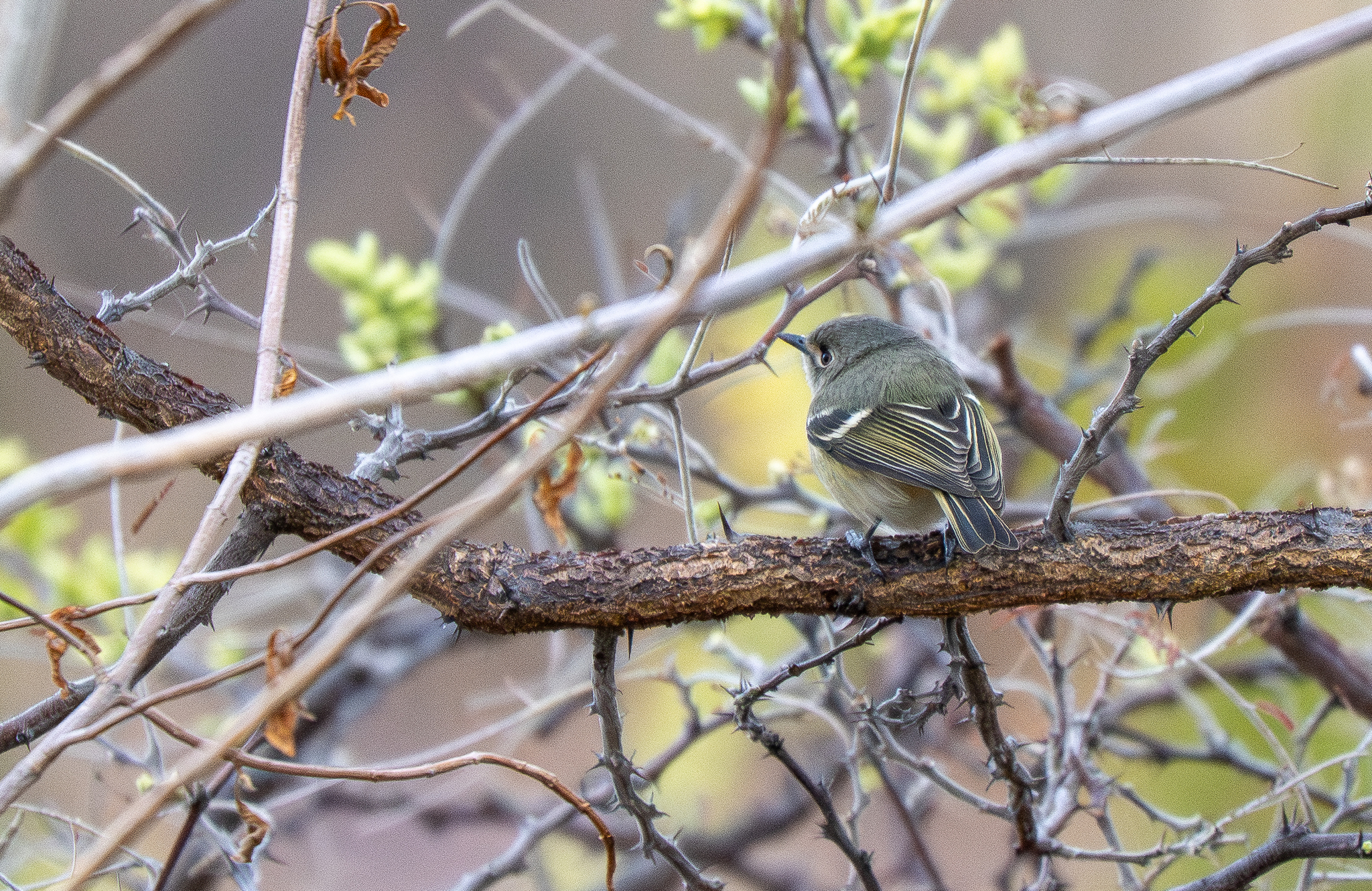 Dwarf Vireo (Vireo nelsoni), photo 6