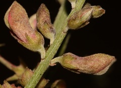Indigofera nudicaulis