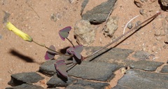 Oxalis copiosa