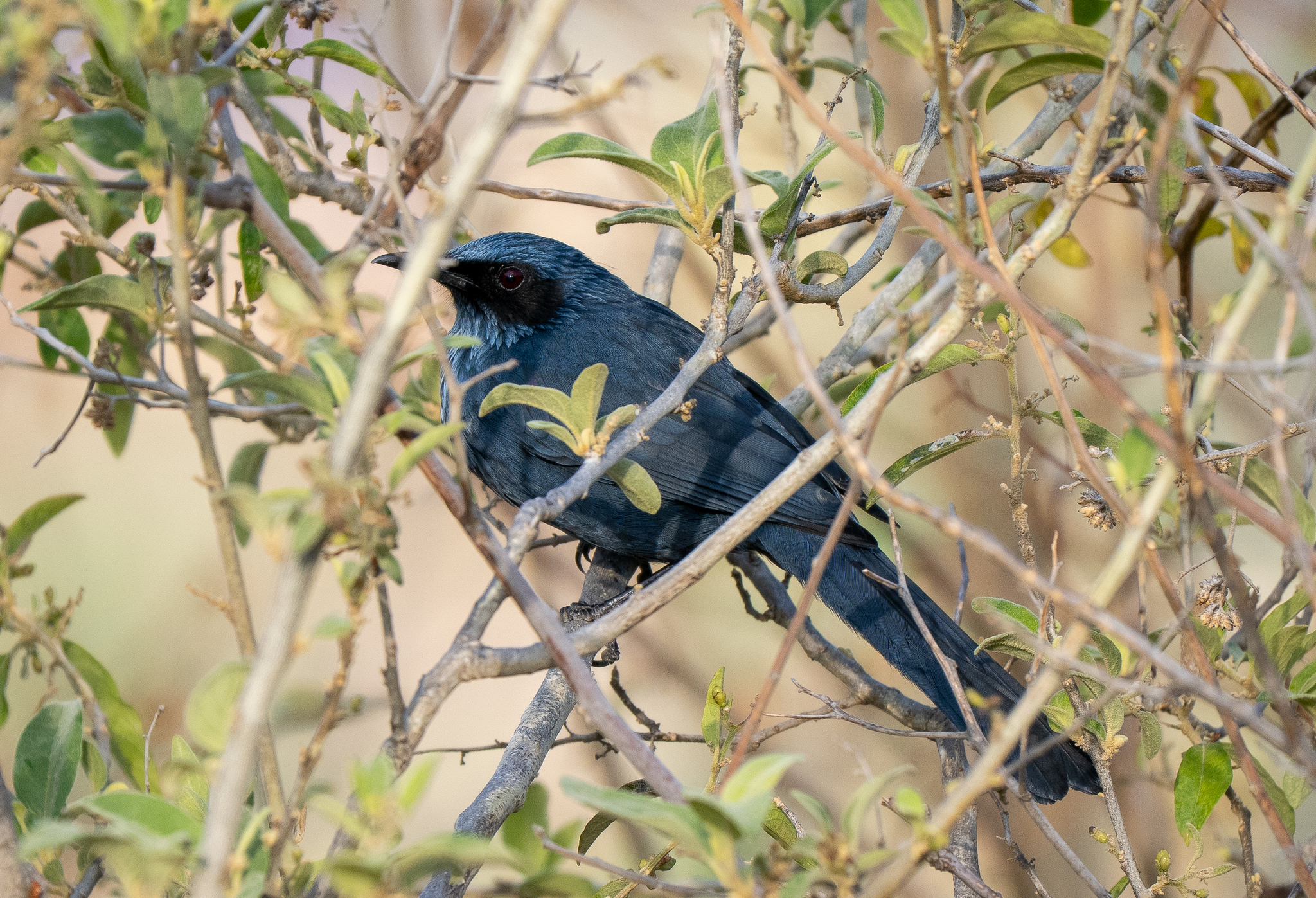 Blue Mockingbird (Melanotis caerulescens), photo 5