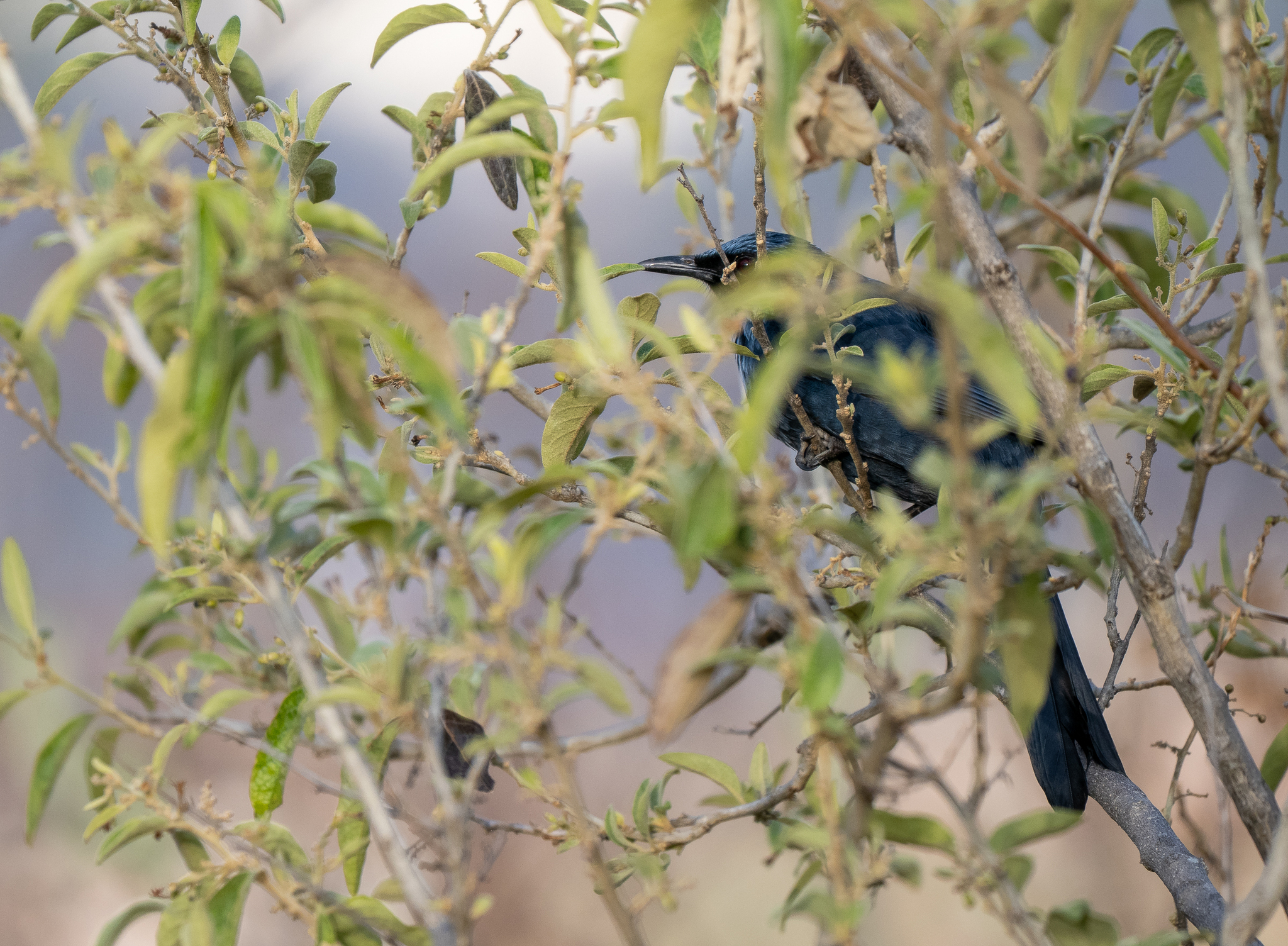 Blue Mockingbird (Melanotis caerulescens), photo 10
