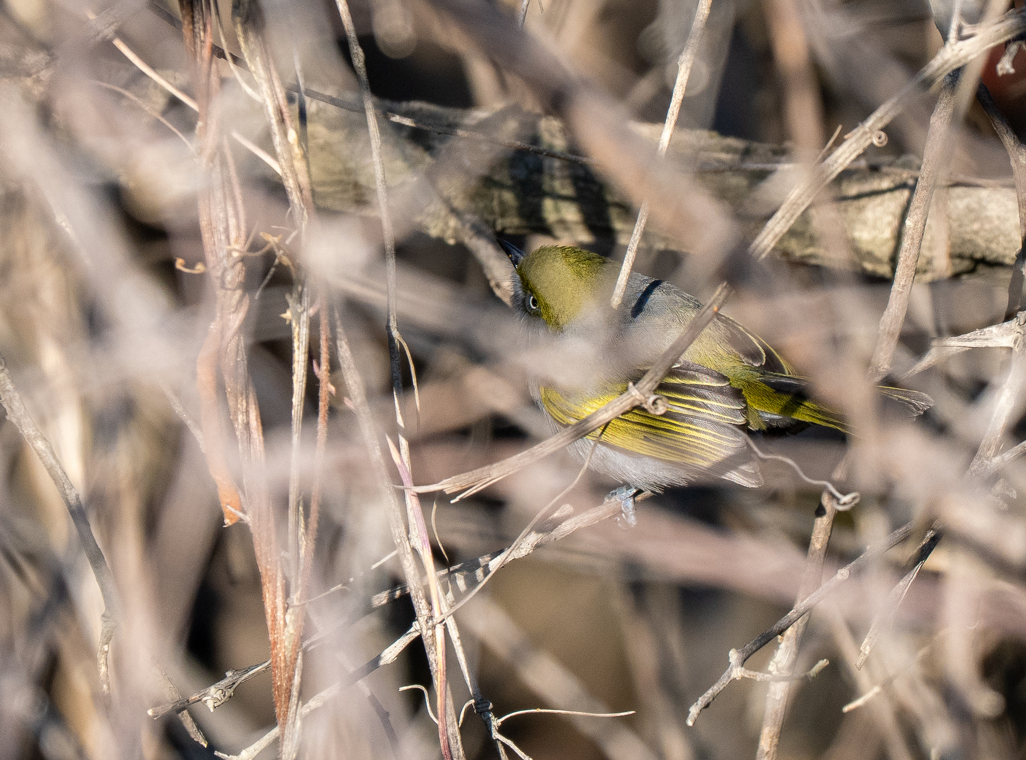 Slaty Vireo (Vireo brevipennis), photo 2