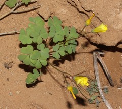 Oxalis copiosa