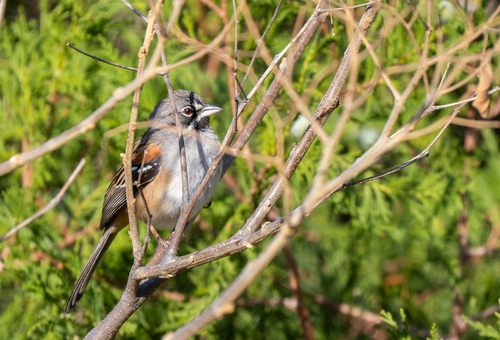 Bridled Sparrow (Peucaea mystacalis), photo 6