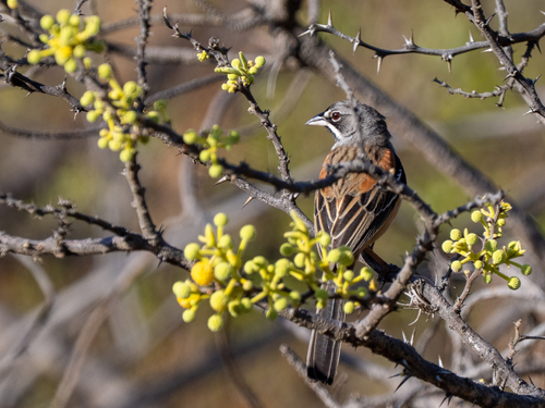 Bridled Sparrow (Peucaea mystacalis), photo 7