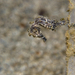 Observation photo