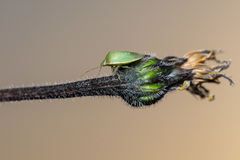 Acrosternum millierei