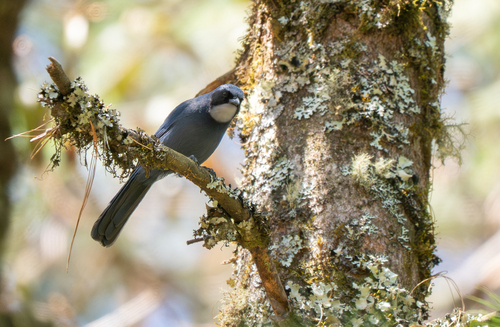Dwarf Jay (Cyanolyca nanus), photo 3