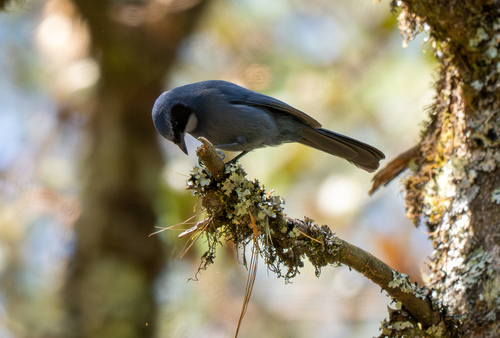 Dwarf Jay (Cyanolyca nanus), photo 4