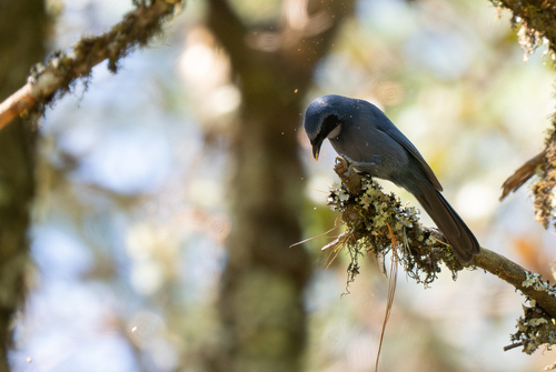 Dwarf Jay (Cyanolyca nanus), photo 10