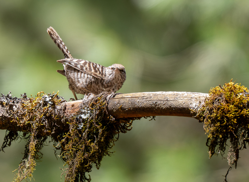 Grey-barred Wren (Campylorhynchus megalopterus), photo 3