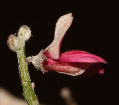 Indigofera pungens