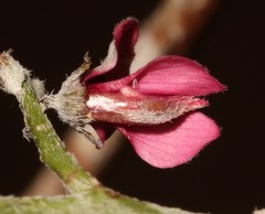Indigofera pungens