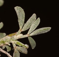Indigofera pungens
