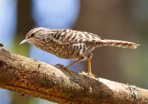 Grey-barred Wren (Campylorhynchus megalopterus), photo 7