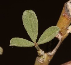 Indigofera pungens