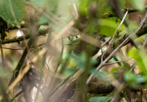 Grey-breasted Wood Wren (Henicorhina leucophrys), photo 2