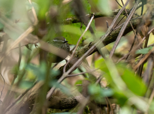 Grey-breasted Wood Wren (Henicorhina leucophrys), photo 3