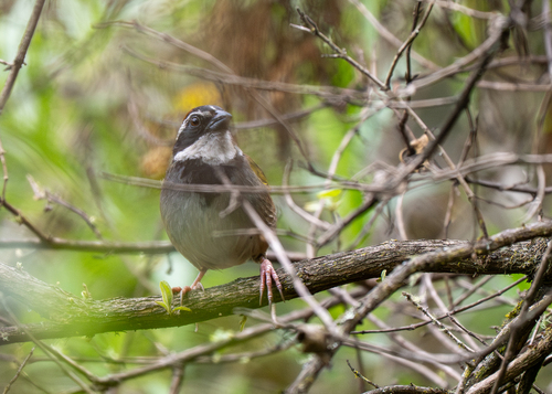 Collared Towhee (Pipilo ocai), photo 8