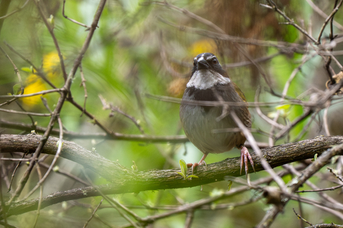 Collared Towhee (Pipilo ocai), photo 3