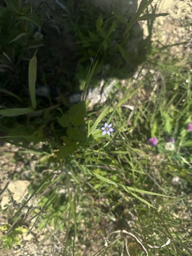 Sisyrinchium atlanticum, photograph 6
