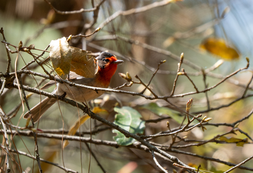 Red-faced Warbler (Cardellina rubrifrons), photo 5