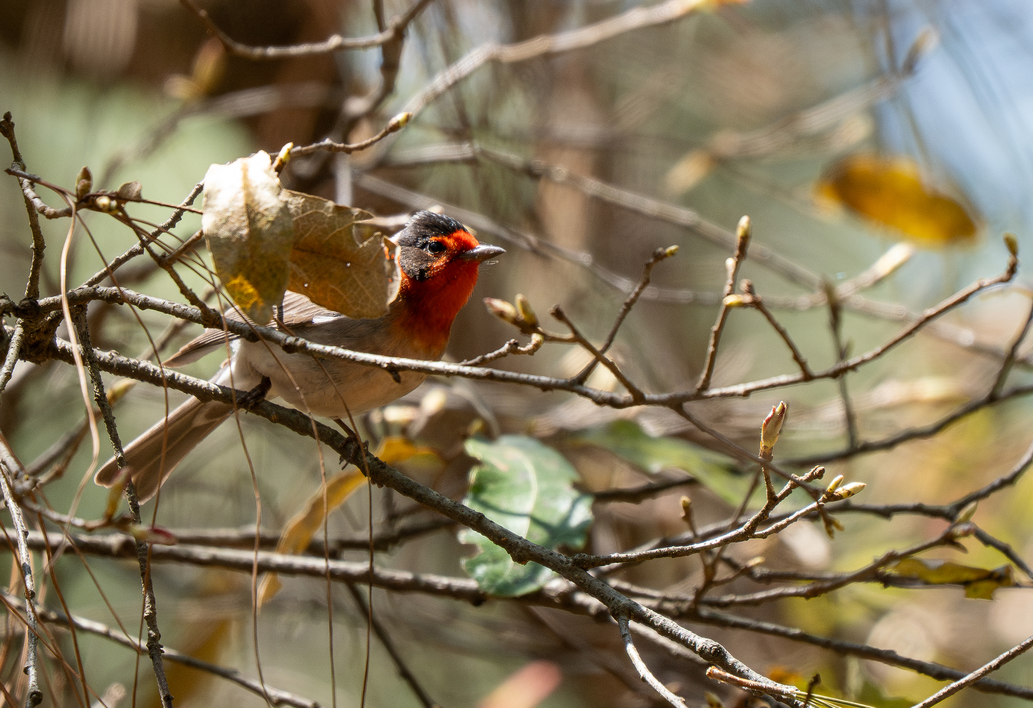 Red-faced Warbler (Cardellina rubrifrons), photo 5