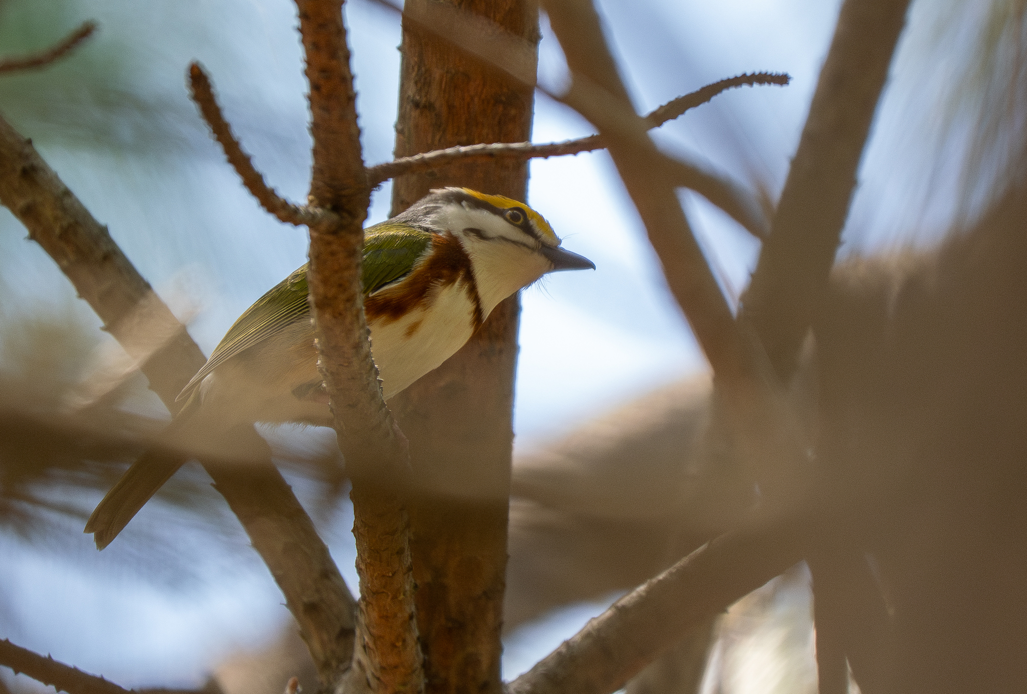 Chestnut-sided Shrike-Vireo (Vireolanius melitophrys), photo 2