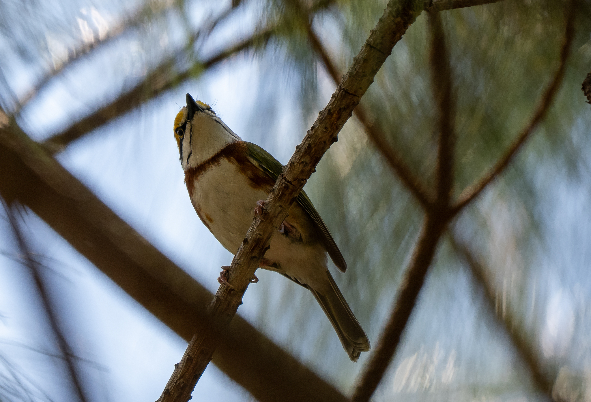 Chestnut-sided Shrike-Vireo (Vireolanius melitophrys), photo 3