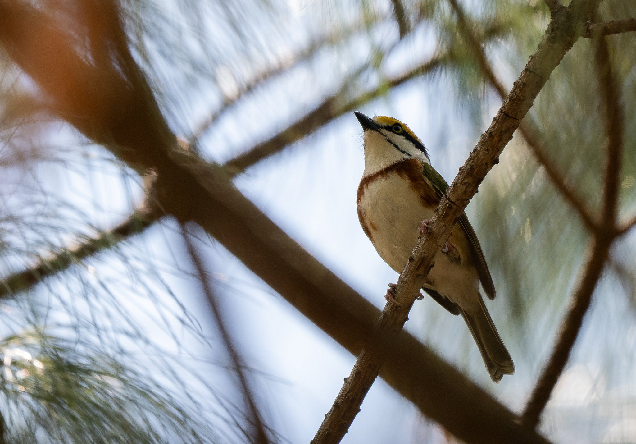Chestnut-sided Shrike-Vireo (Vireolanius melitophrys), photo 4