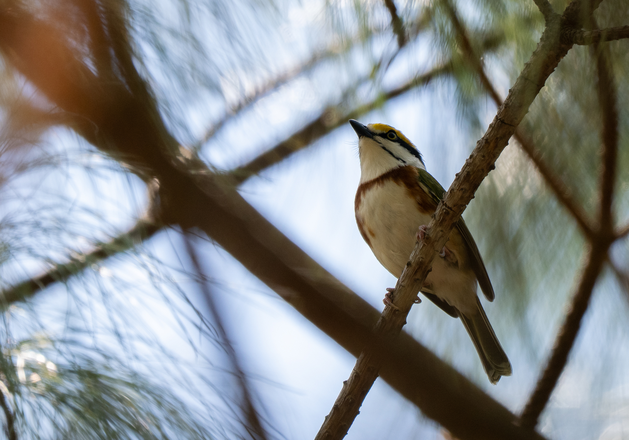 Chestnut-sided Shrike-Vireo (Vireolanius melitophrys), photo 5