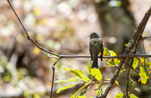 Hammond's Flycatcher (Empidonax hammondii), photo 3