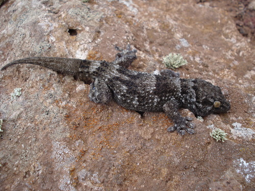Boettger's Wall Gecko