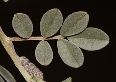 Indigofera auricoma
