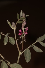 Indigofera auricoma