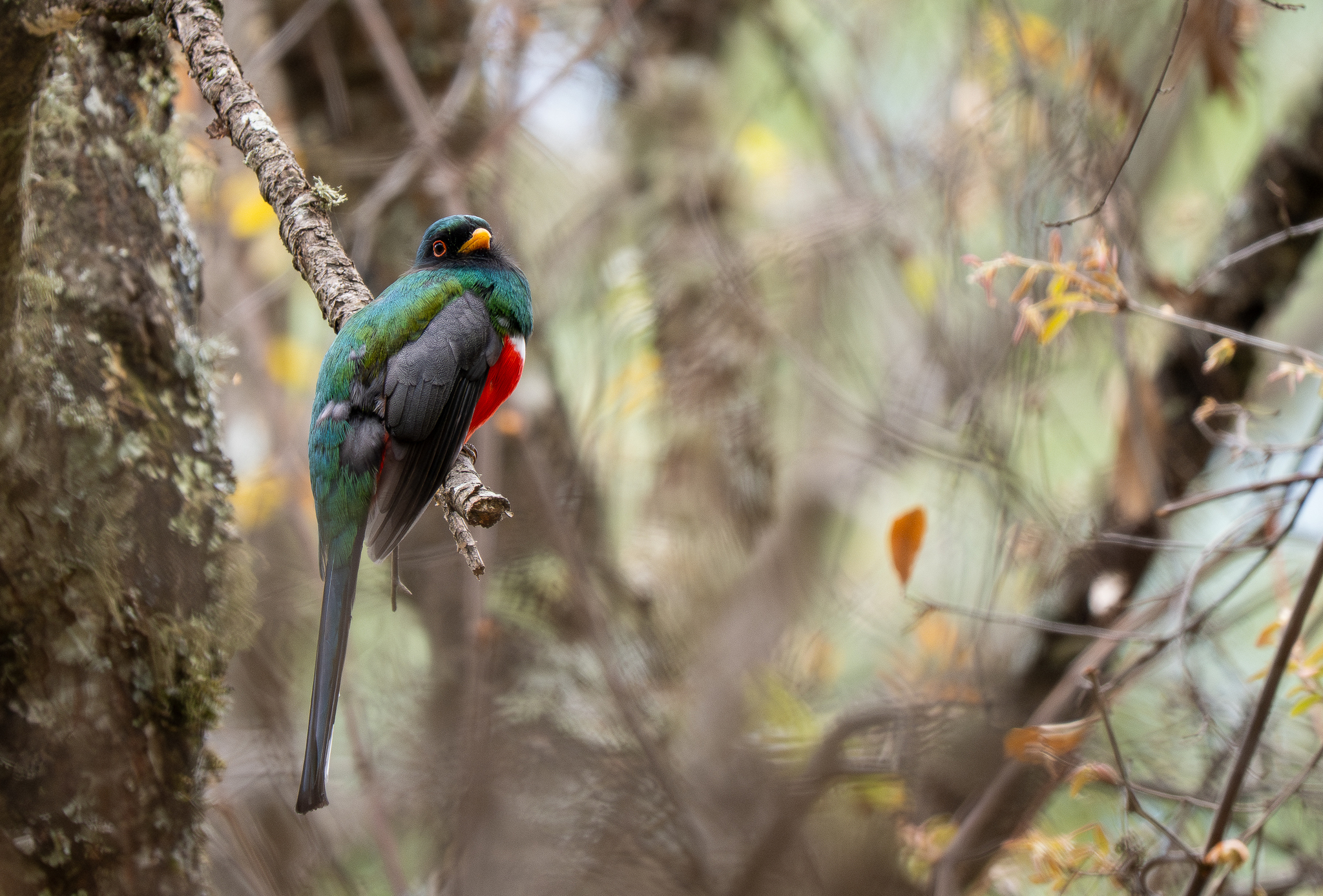 Mountain Trogon (Trogon mexicanus), photo 6