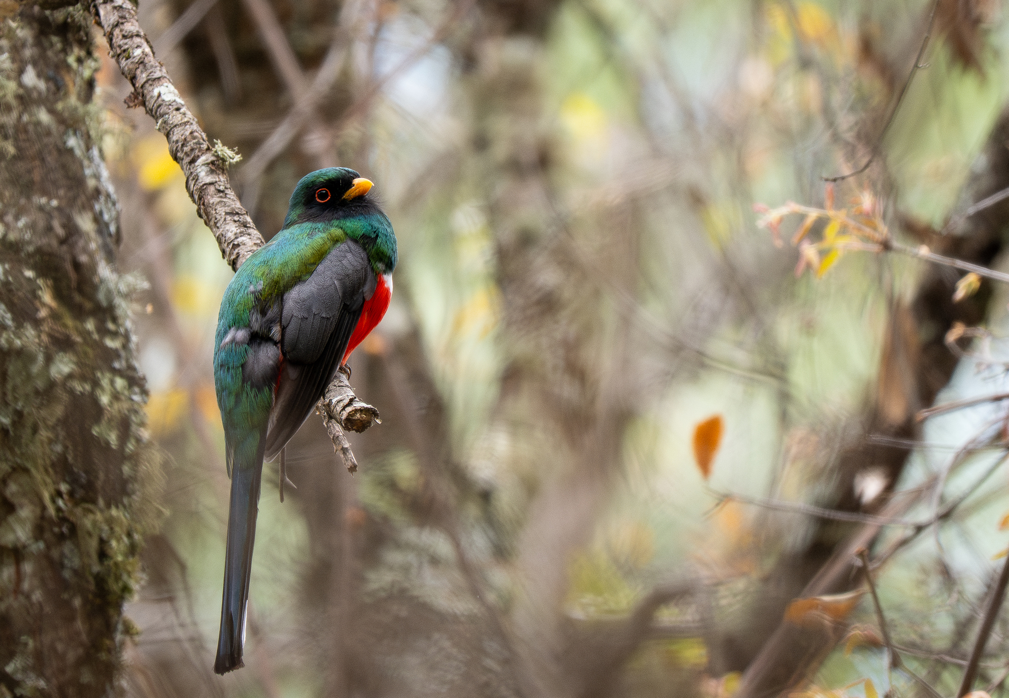 Mountain Trogon (Trogon mexicanus), photo 7